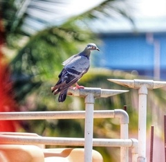 Columba livia