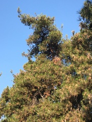 Pinus halepensis