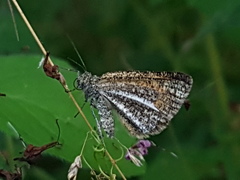 Isturgia limbaria