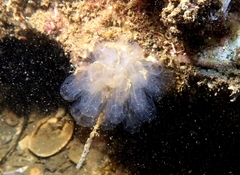 Clavelina oblonga