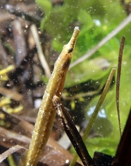 Syngnathus abaster