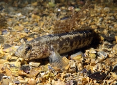 Gobius ophiocephalus
