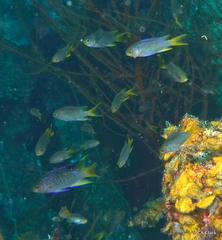 Neopomacentrus nemurus