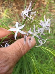 Amsonia hubrichtii