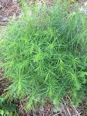 Amsonia hubrichtii