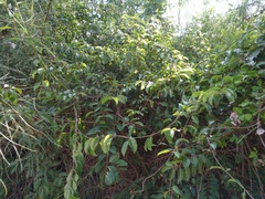 Cryptostegia grandiflora