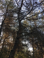Pinus halepensis