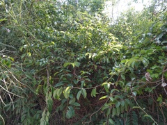 Cryptostegia grandiflora