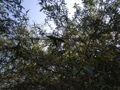 Cryptostegia grandiflora