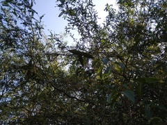 Cryptostegia grandiflora