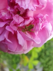 Leptophyes punctatissima