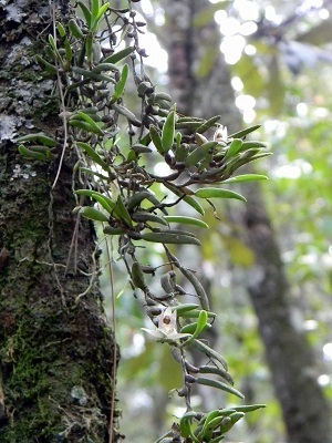 Homalopetalum