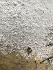 Ricania speculum