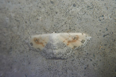 Scopula indicataria
