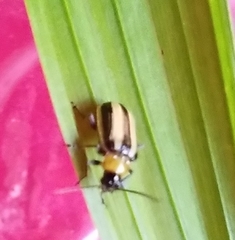 Acalymma trivittatum