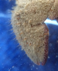 Pachycheles pubescens