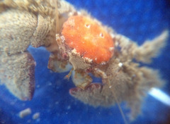 Pachycheles pubescens