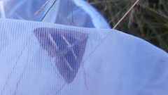 Grammodes bifasciata