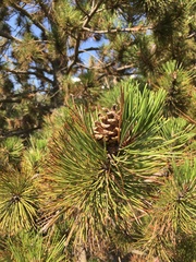 Pinus heldreichii
