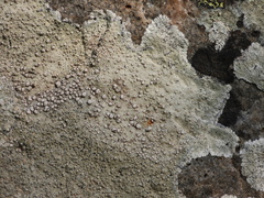 Lecanora subcarnea