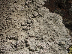 Lecanora subcarnea