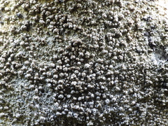 Lecanora subcarnea