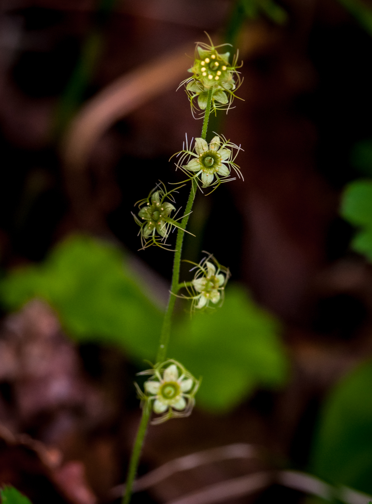 Mitella nuda
