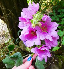 Malva × clementii