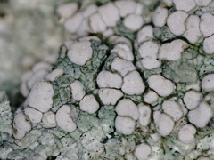 Lecanora subcarnea