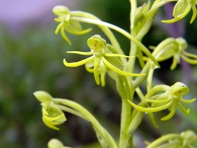 Orquídea de Los Pantanos (Habenaria novemfida) · NaturaLista Mexico