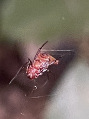 Micrathena molesta