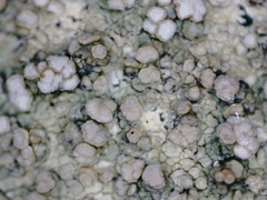Lecanora subcarnea