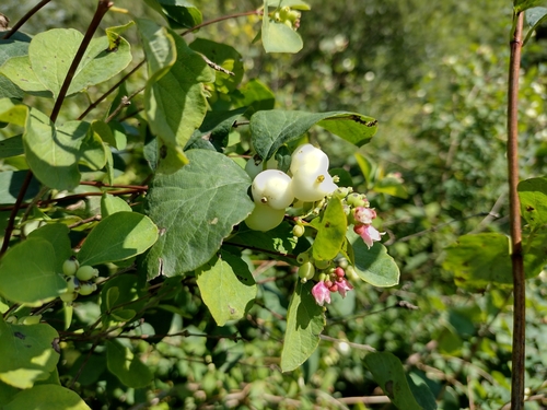 imelovník biely (Symphoricarpos albus)