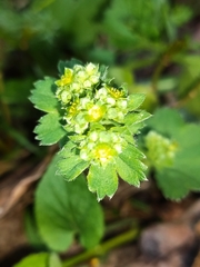 Alchemilla xanthochlora