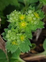 Alchemilla xanthochlora