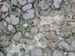 Lecanora subcarnea