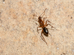 Camponotus inaequalis