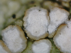 Lecanora subcarnea
