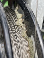 Bythotrephes longimanus