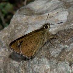 Sovia separata
