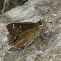 Sovia separata