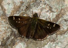 Sovia separata