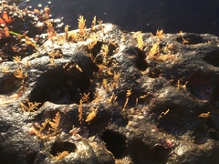 Abietinaria