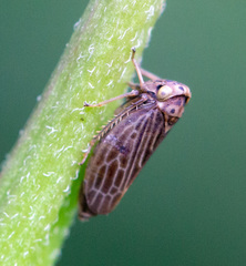 Agallia quadripunctata
