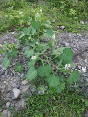 Cnidoscolus angustidens