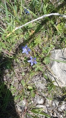 Gentiana septemfida grossheimii