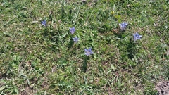 Gentiana septemfida grossheimii