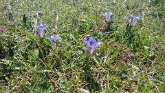 Gentiana septemfida grossheimii