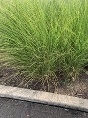 Carex virgata