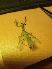 Mantis religiosa